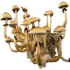 mazatapic Mazatapec Spore Syringe – Premium Psilocybe Cubensis Spores for Microscopy