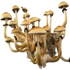 mazatapic Mazatapec Spore Syringe – Premium Psilocybe Cubensis Spores for Microscopy