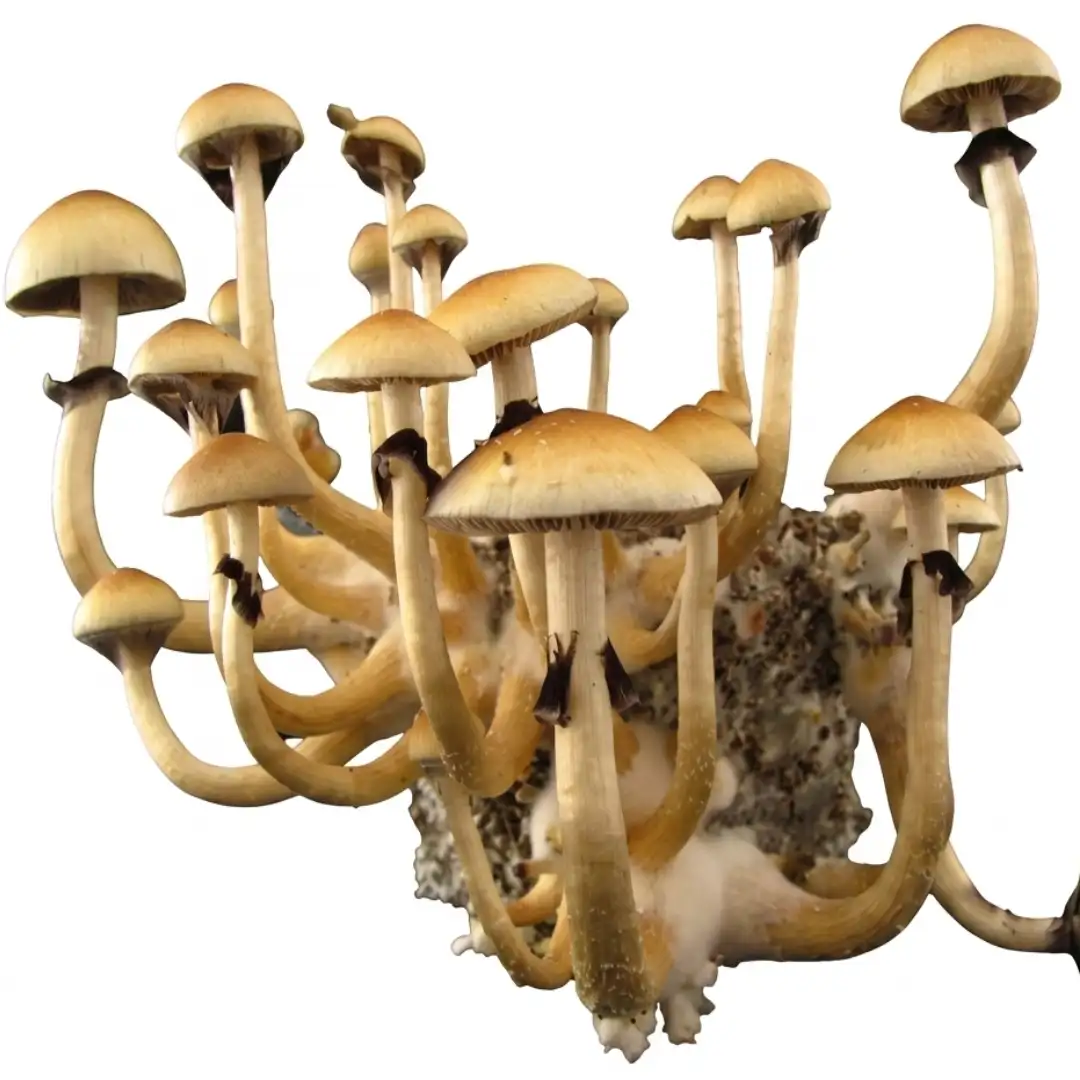 Mazatapec Psilocybe cubensis Spore Syringe UK