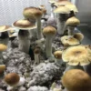 MCKENNAII SPORE SYRINGE