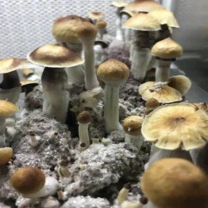 mckennaii MCKENNAII SPORE SYRINGE