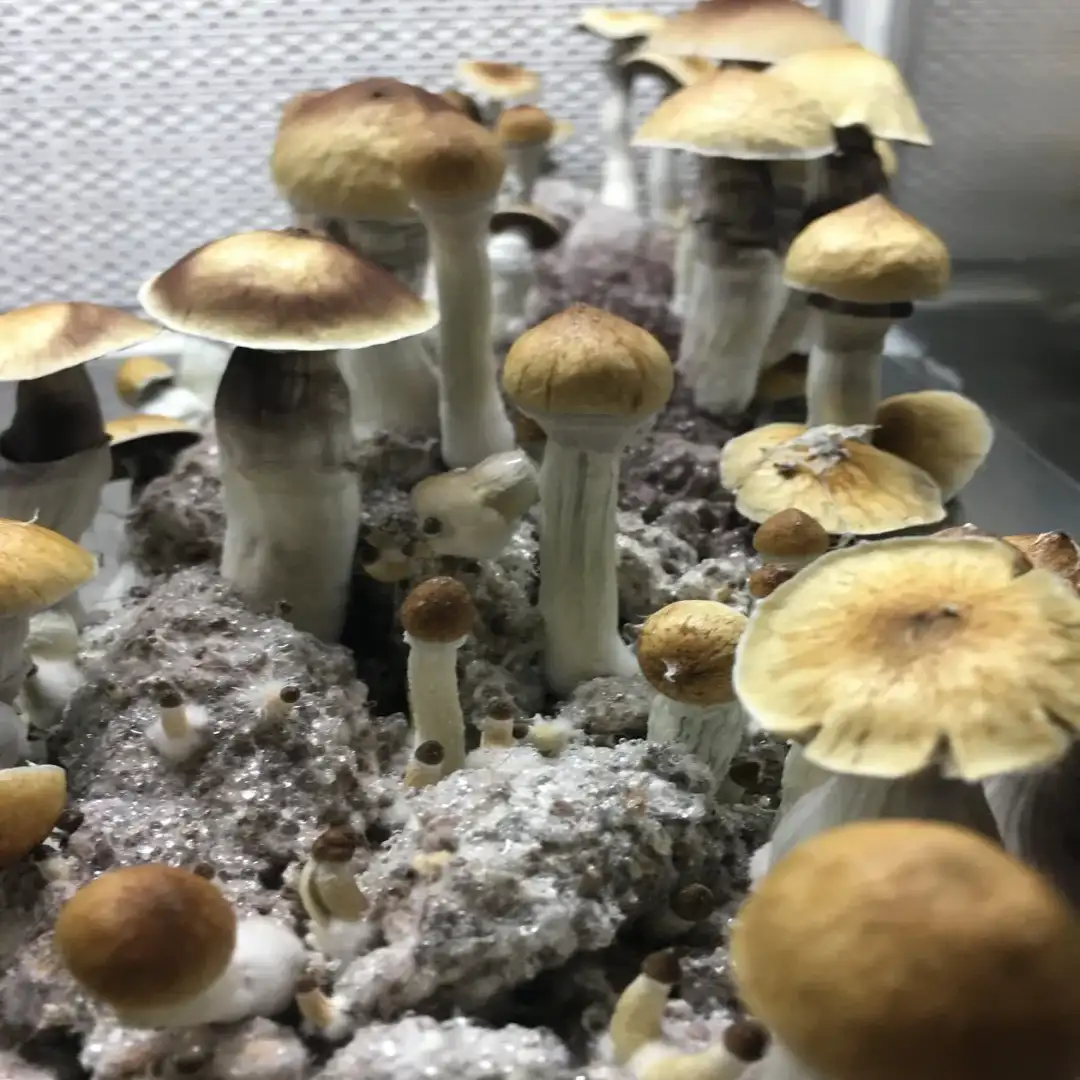 McKennaii Psilocybe cubensis Spore Syringe UK