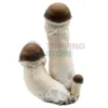 penis-envy-mushroom-spore-syringe-microscopy-uk.webp Penis Envy Spore Syringe – Premium Psilocybe Cubensis Spores For Microscopy