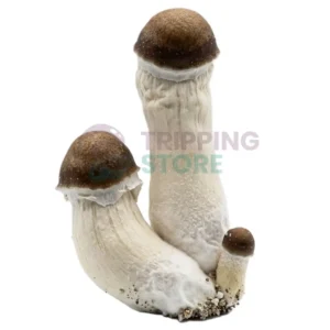 penis-envy-mushroom-spore-syringe-microscopy-uk.webp Penis Envy Spore Syringe – Premium Psilocybe Cubensis Spores For Microscopy
