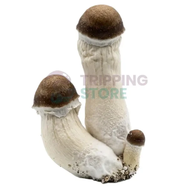 penis-envy-mushroom-spore-syringe-microscopy-uk.webp Penis Envy Spore Syringe – Premium Psilocybe Cubensis Spores For Microscopy
