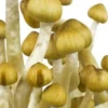pes amazonian Pes Amazonian Spore Syringe – Premium Psilocybe Cubensis Spores for Microscopy