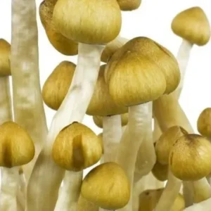pes amazonian Pes Amazonian Spore Syringe – Premium Psilocybe Cubensis Spores for Microscopy