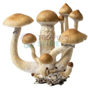 treasure-coast-mushroom-spore-syringe-microscopy-uk-1.webp Treasure Coast Spore Syringe – Premium Psilocybe Cubensis Spores for Microscopy