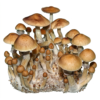 xicooo Xico Psilocybe Cubensis Spore Syringe UK | Double-Density Spores