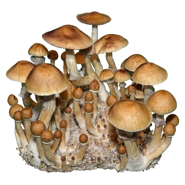 xicooo Xico Psilocybe Cubensis Spore Syringe UK | Double-Density Spores