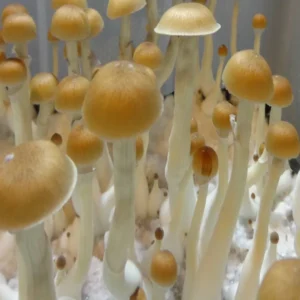 PE6 (1) PE6 (Penis Envy 6) Psilocybe Cubensis Spore Syringe UK | Double-Density Spores