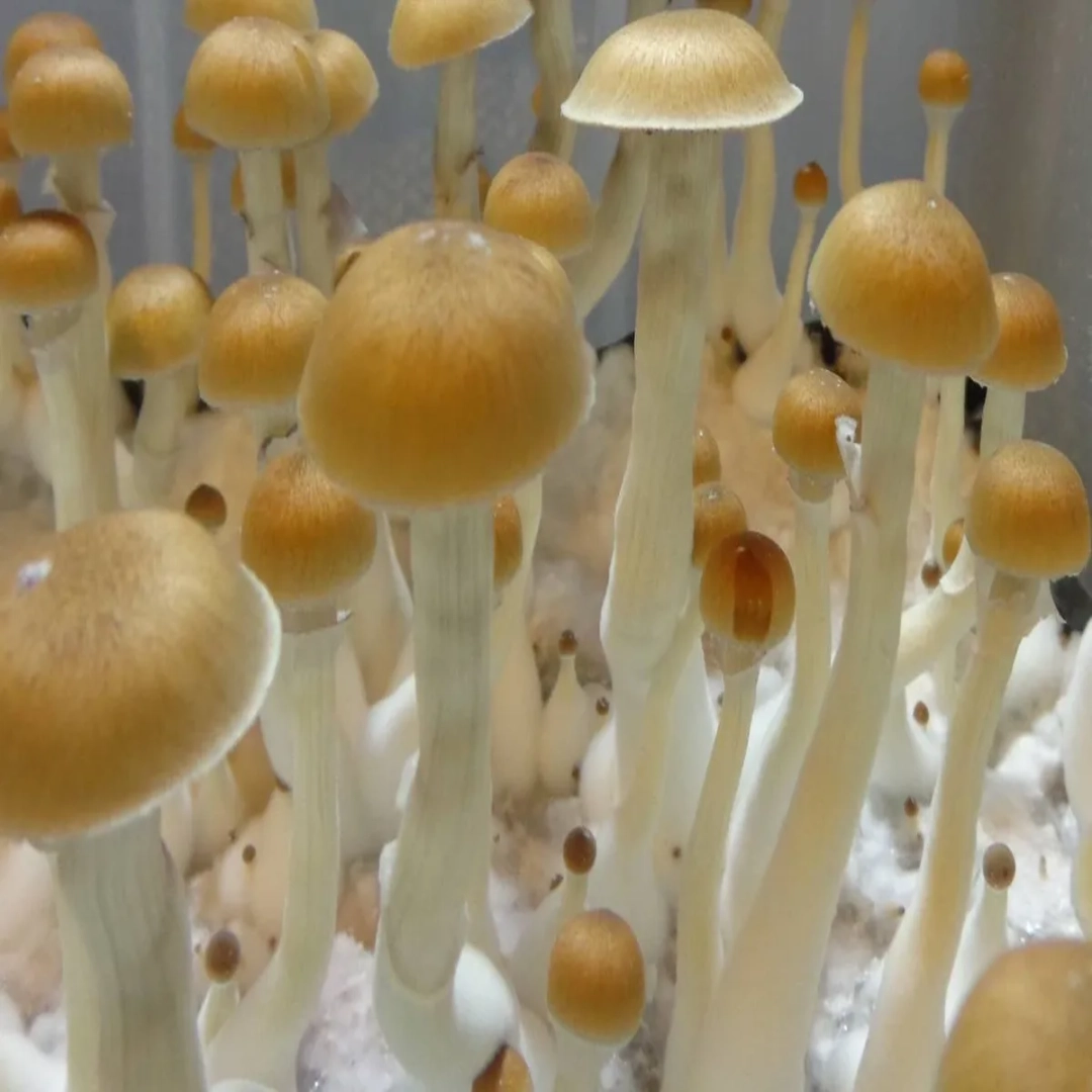 Penis Envy 6 PE6 Psilocybe cubensis Spore Syringe UK